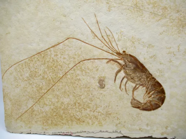 Genuine Jurassic Age Solnhofen Shrimp Fossil for Sale From Germany #29a