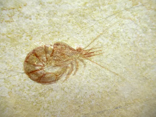 Genuine Jurassic Age Solnhofen Shrimp Fossil for Sale From Germany #31a