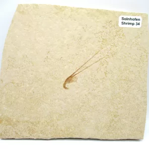 Genuine Jurassic Age Solnhofen Shrimp Fossil for Sale From Germany #34