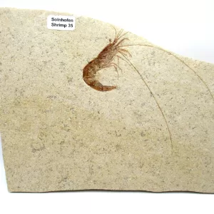 Genuine Jurassic Age Solnhofen Shrimp Fossil for Sale From Germany #35