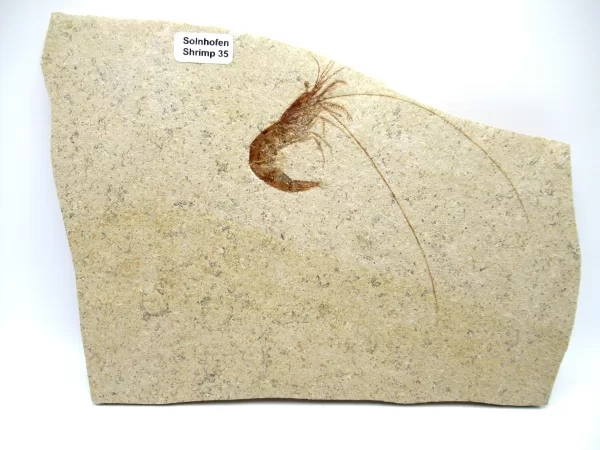 Genuine Jurassic Age Solnhofen Shrimp Fossil for Sale From Germany #35