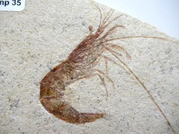 Genuine Jurassic Age Solnhofen Shrimp Fossil for Sale From Germany #35a