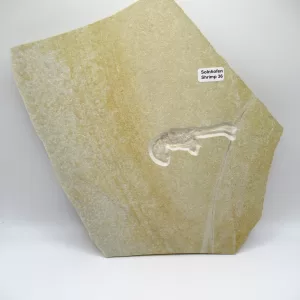 Genuine Jurassic Age Solnhofen Shrimp Fossil for Sale From Germany #36