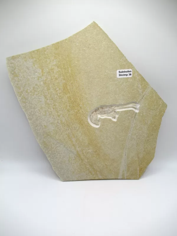 Genuine Jurassic Age Solnhofen Shrimp Fossil for Sale From Germany #36