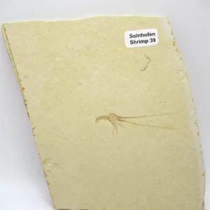 Genuine Jurassic Age Solnhofen Shrimp Fossil for Sale From Germany #39