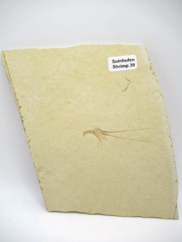 Genuine Jurassic Age Solnhofen Shrimp Fossil for Sale From Germany #39