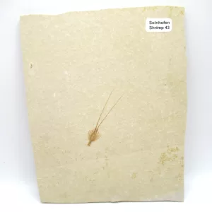 Genuine Jurassic Age Solnhofen Shrimp Fossil for Sale From Germany #43