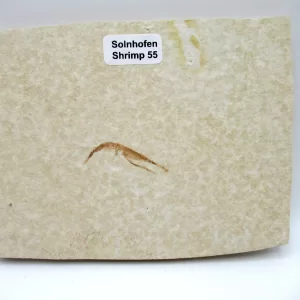 Genuine Jurassic Age Solnhofen Shrimp for Sale from Germany #55