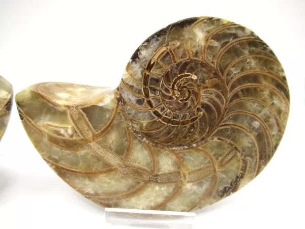 Genuine Cretaceous Age Cymatoceras Nautilus Pair Fossils for Sale from Madagascar #15b