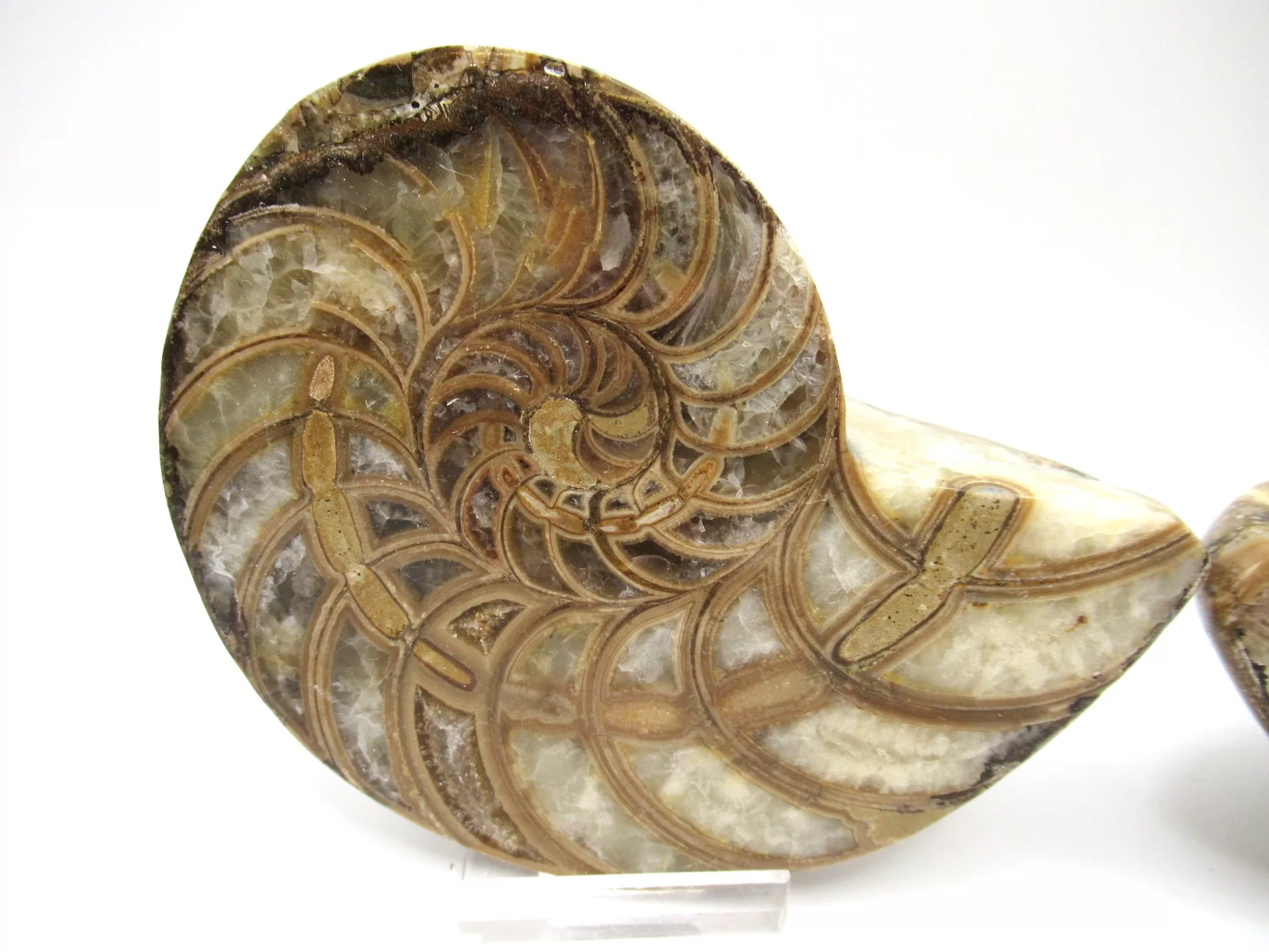 Madagascar Cymatoceras Nautilus Pair 17a | Fossils for Sale Genuine Cretaceous Age Cymatoceras Nautilus Pair Fossils for Sale from Madagascar #17a