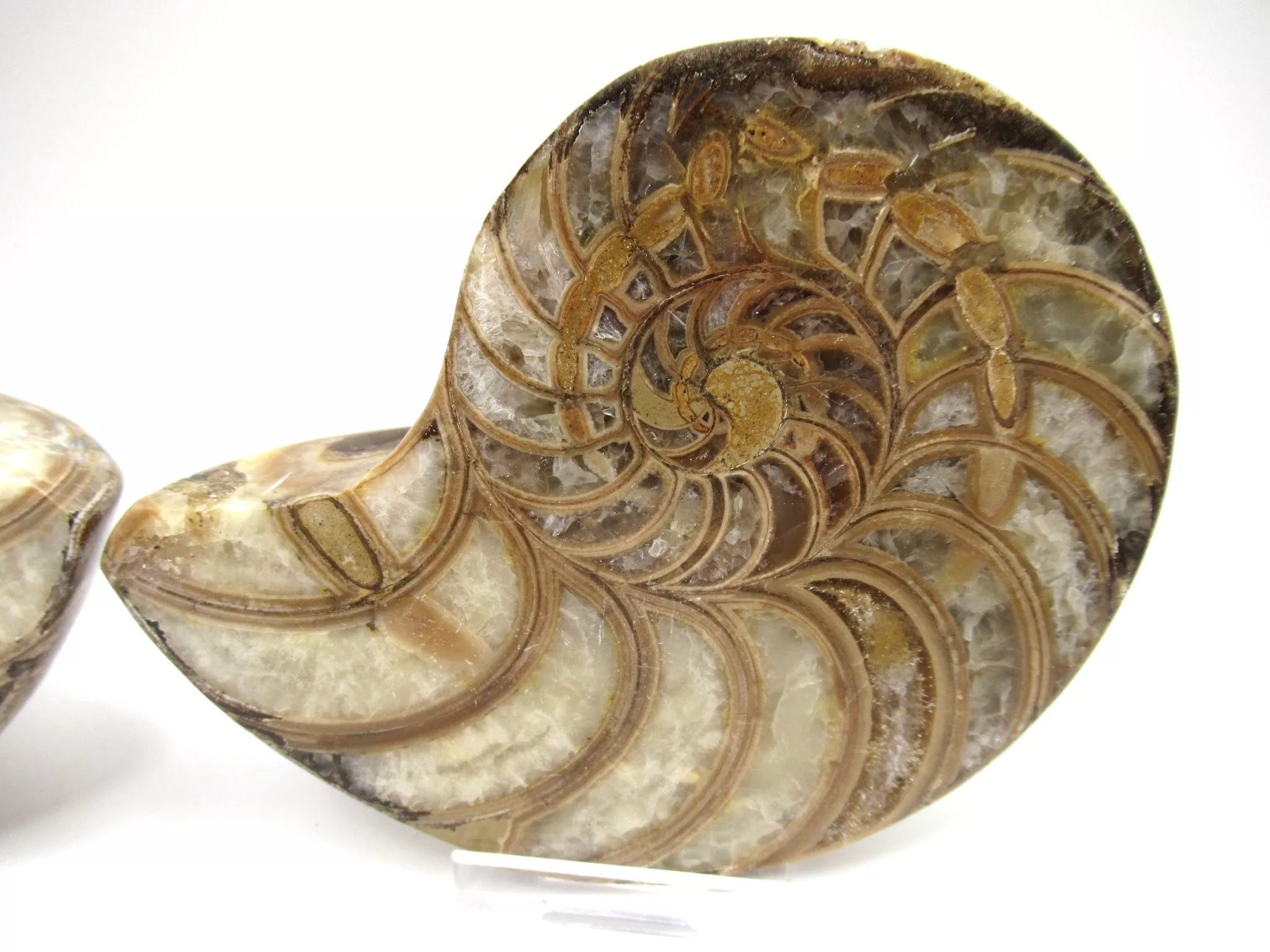 Madagascar Cymatoceras Nautilus Pair 17b | Fossils for Sale Genuine Cretaceous Age Cymatoceras Nautilus Pair Fossils for Sale from Madagascar #17b