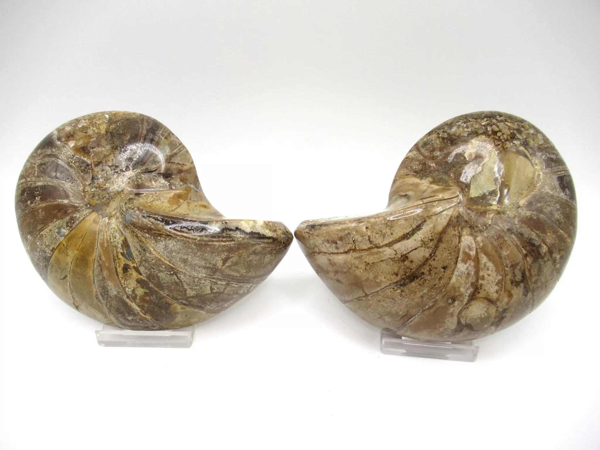 Madagascar Cymatoceras Nautilus Pair 17c | Fossils for Sale Genuine Cretaceous Age Cymatoceras Nautilus Pair Fossils for Sale from Madagascar #17c