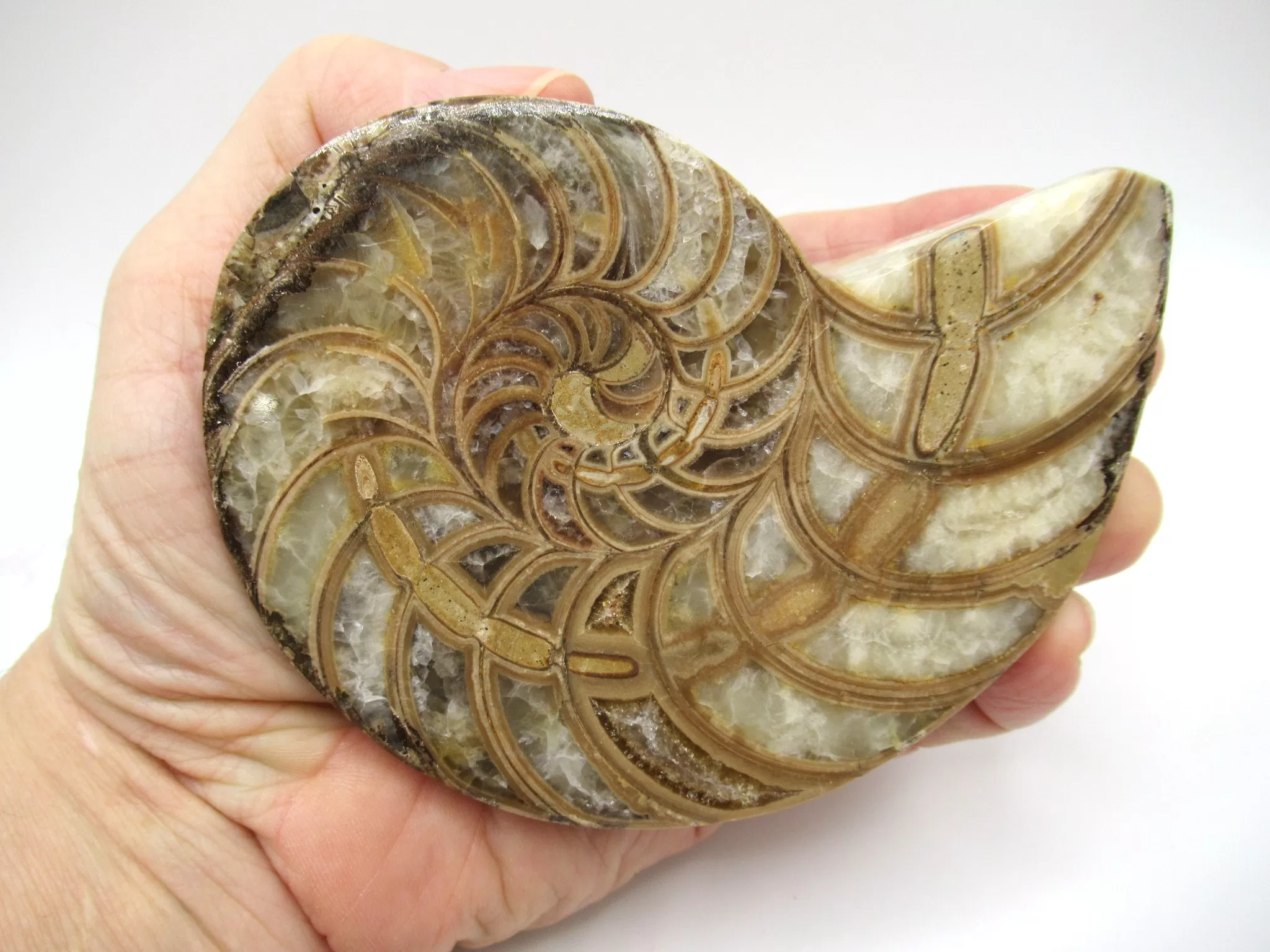 Madagascar Cymatoceras Nautilus Pair 17d | Fossils for Sale Genuine Cretaceous Age Cymatoceras Nautilus Pair Fossils for Sale from Madagascar #17d