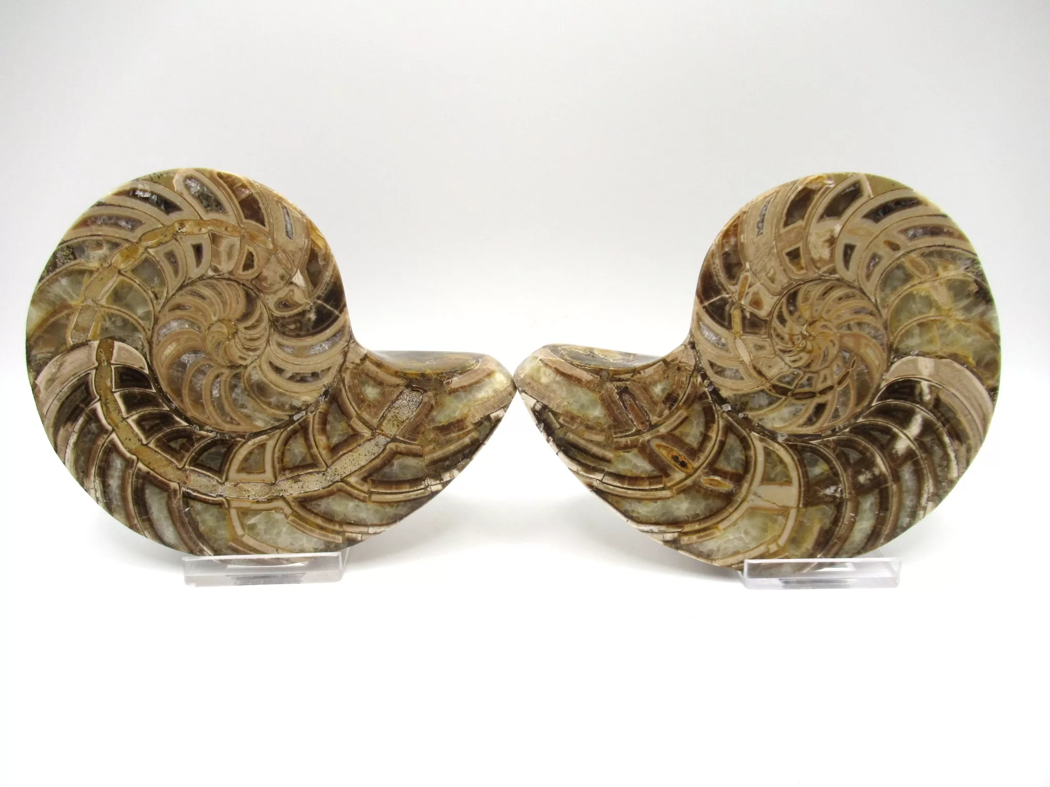 Madagascar Cymatoceras Nautilus Pair 18 | Fossils for Sale Genuine Cretaceous Age Cymatoceras Nautilus Pair Fossils for Sale from Madagascar #18
