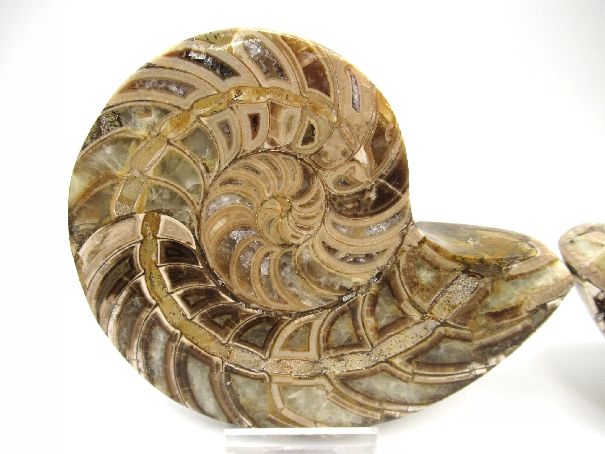 Madagascar Cymatoceras Nautilus Pair 18a | Fossils for Sale Genuine Cretaceous Age Cymatoceras Nautilus Pair Fossils for Sale from Madagascar #18a
