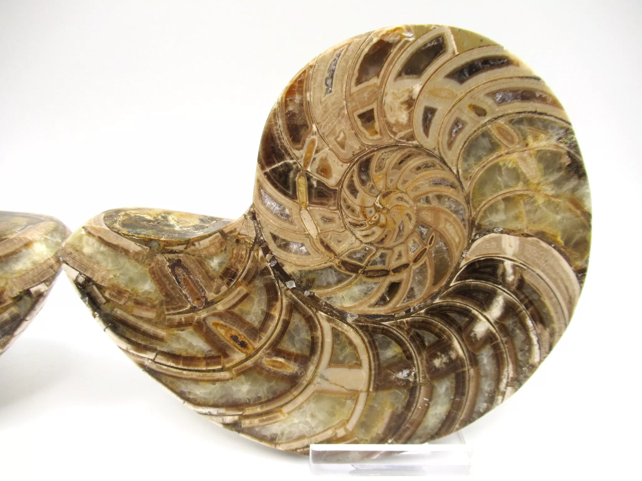 Madagascar Cymatoceras Nautilus Pair 18b | Fossils for Sale Genuine Cretaceous Age Cymatoceras Nautilus Pair Fossils for Sale from Madagascar #18b