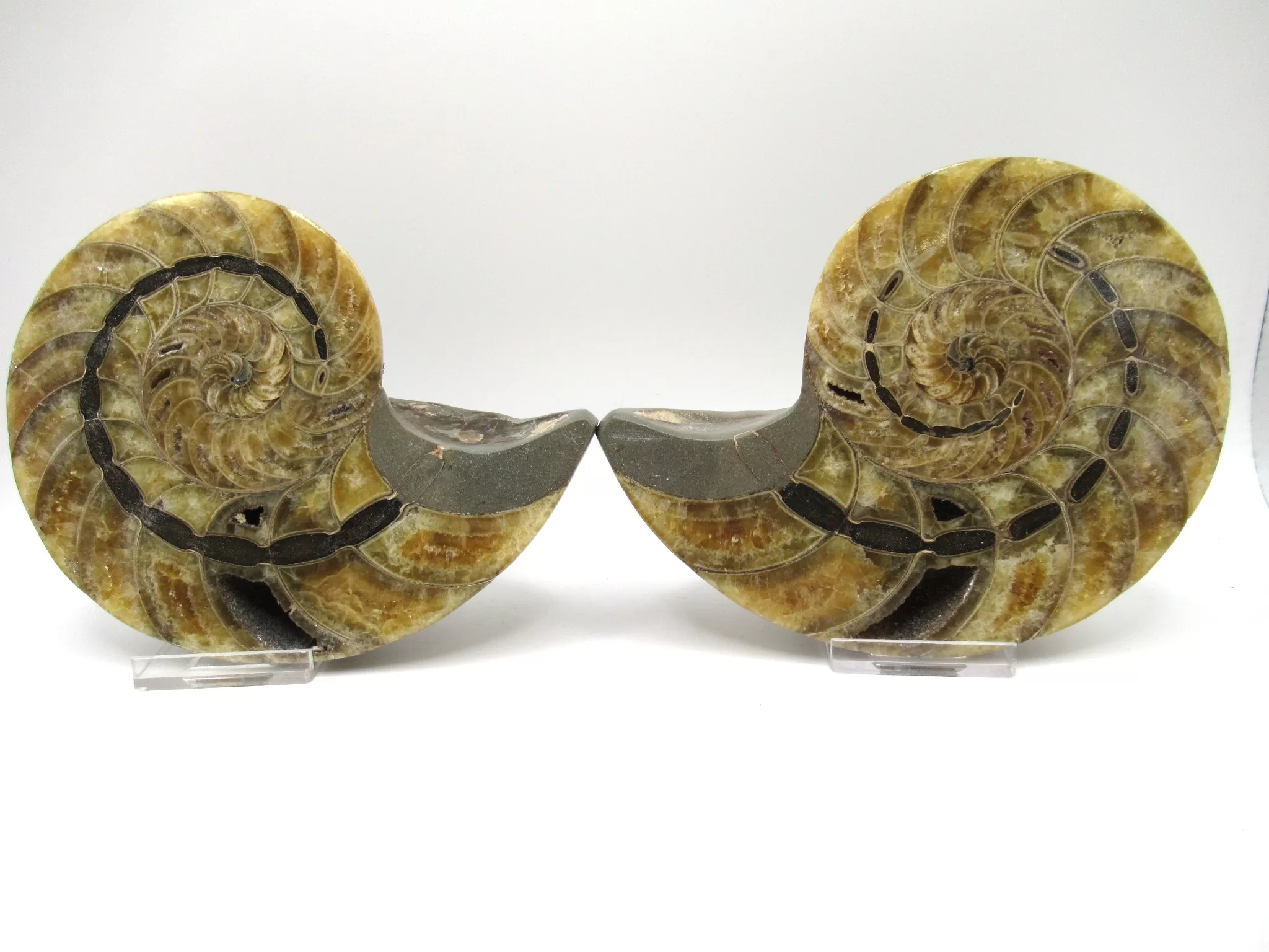 Madagascar Cymatoceras Nautilus Pair 19 | Fossils for Sale Genuine Cretaceous Age Cymatoceras Nautilus Pair Fossils for Sale from Madagascar #19