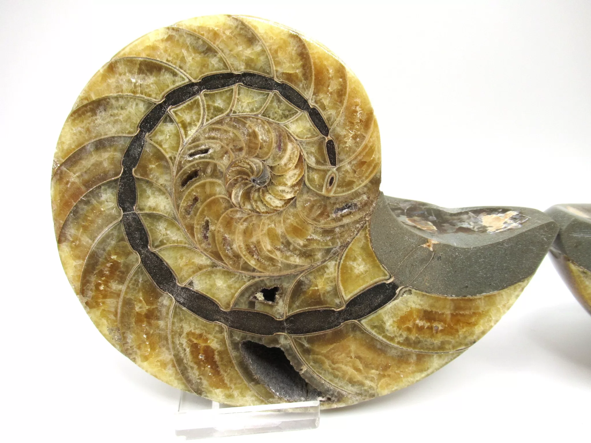 Madagascar Cymatoceras Nautilus Pair 19a | Fossils for Sale Genuine Cretaceous Age Cymatoceras Nautilus Pair Fossils for Sale from Madagascar #19a