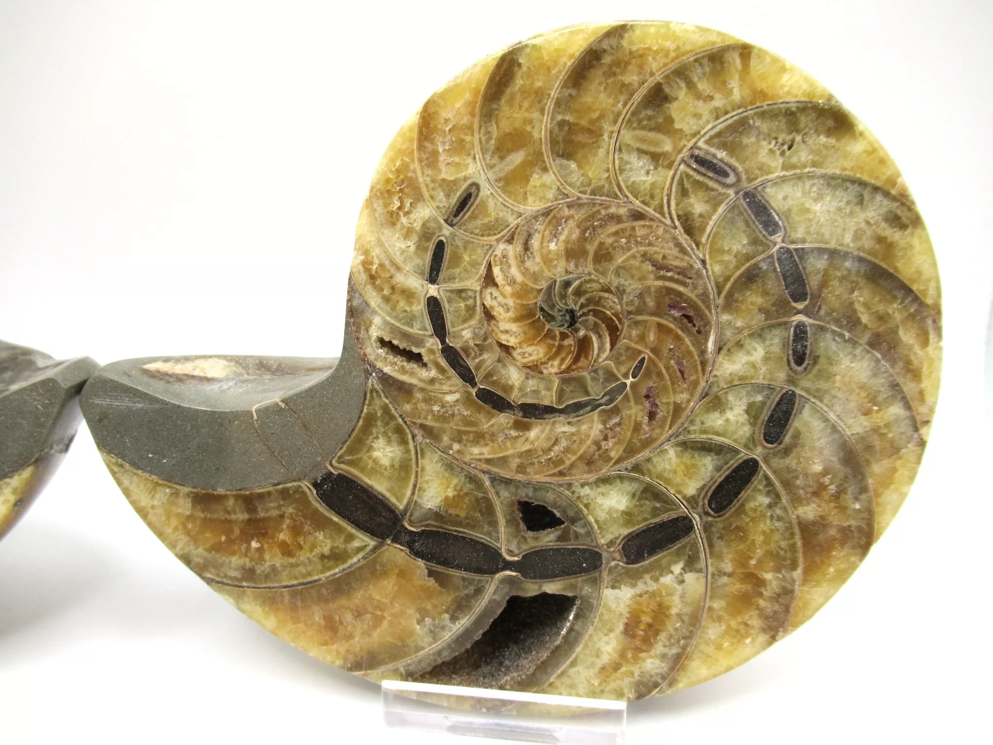 Madagascar Cymatoceras Nautilus Pair 19b | Fossils for Sale Genuine Cretaceous Age Cymatoceras Nautilus Pair Fossils for Sale from Madagascar #19b