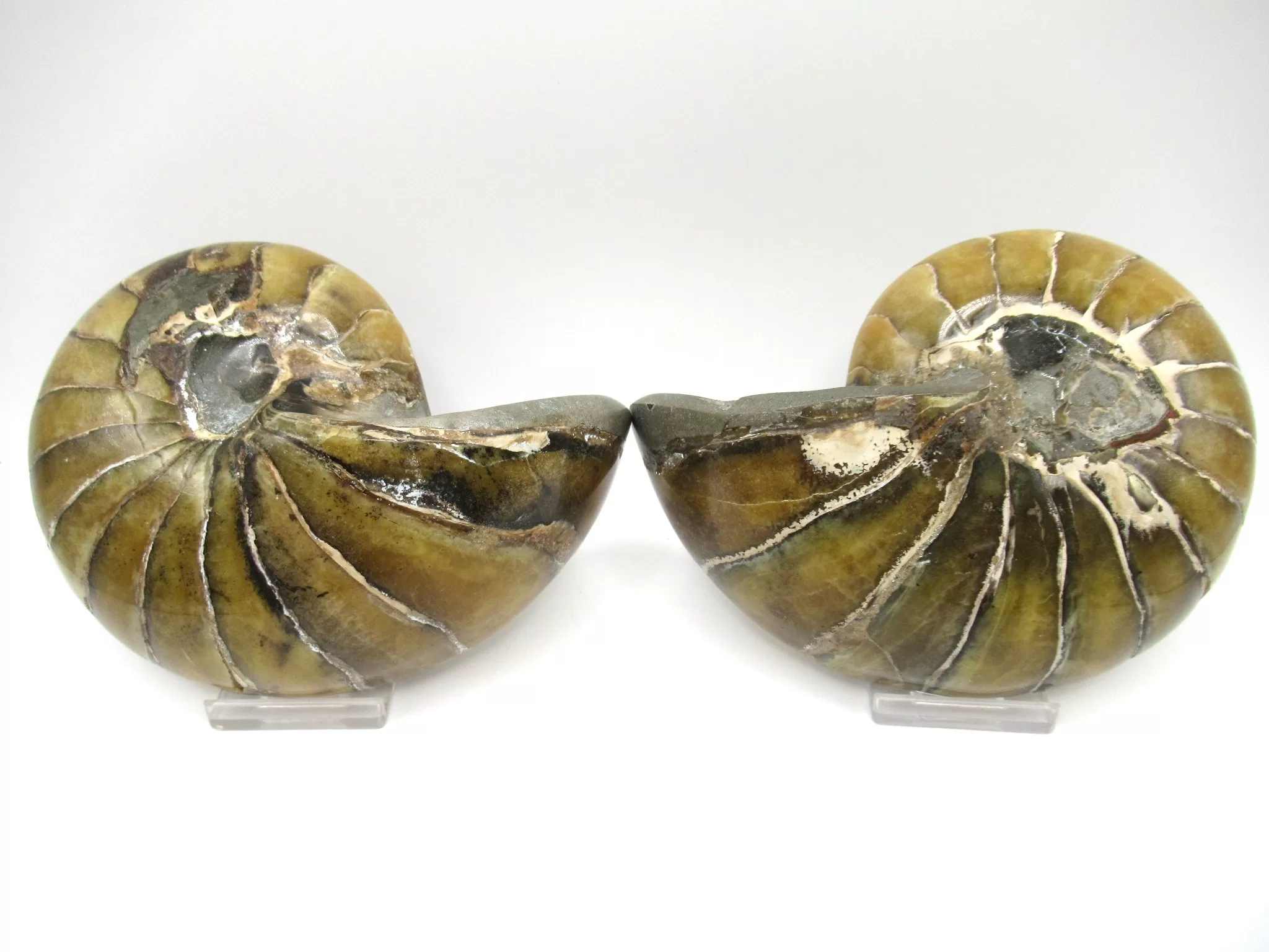 Madagascar Cymatoceras Nautilus Pair 19c | Fossils for Sale Genuine Cretaceous Age Cymatoceras Nautilus Pair Fossils for Sale from Madagascar #19c