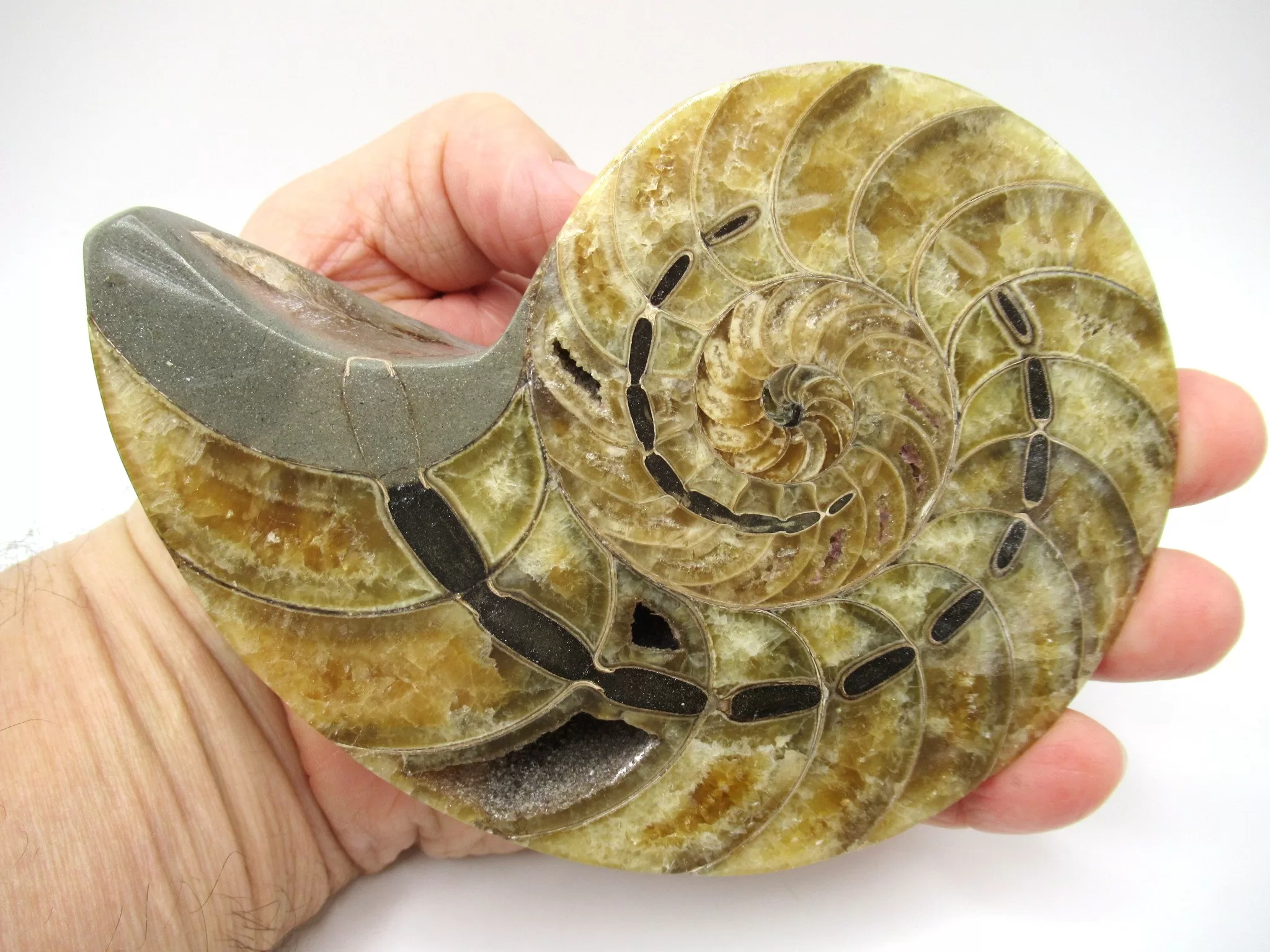 Madagascar Cymatoceras Nautilus Pair 19d | Fossils for Sale Genuine Cretaceous Age Cymatoceras Nautilus Pair Fossils for Sale from Madagascar #19d