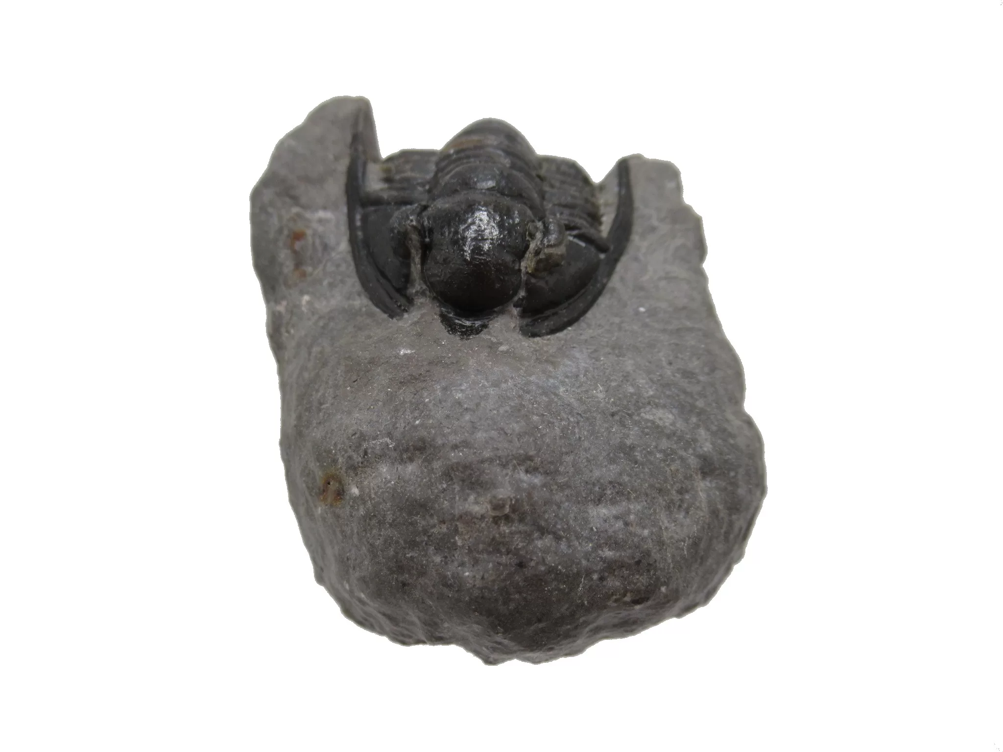 Morocco Devonian Cornuproetus Trilobite 10 | Fossils for Sale Genuine Devonian Cornuproetus-Trilobites For Sale from Morocco #10