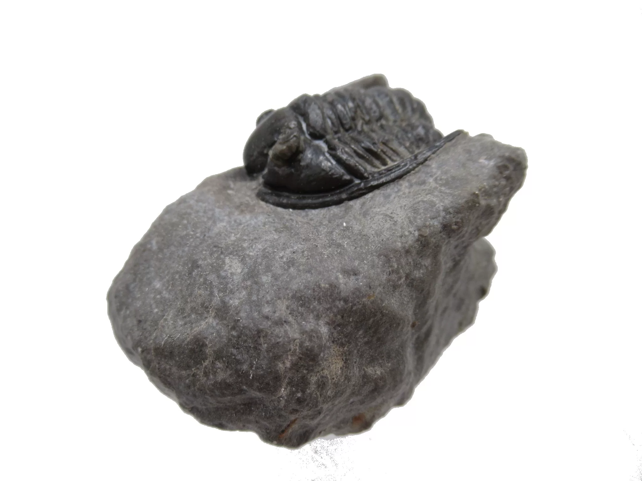 Morocco Devonian Cornuproetus Trilobite 10a | Fossils for Sale Genuine Devonian Cornuproetus-Trilobites For Sale from Morocco #10a