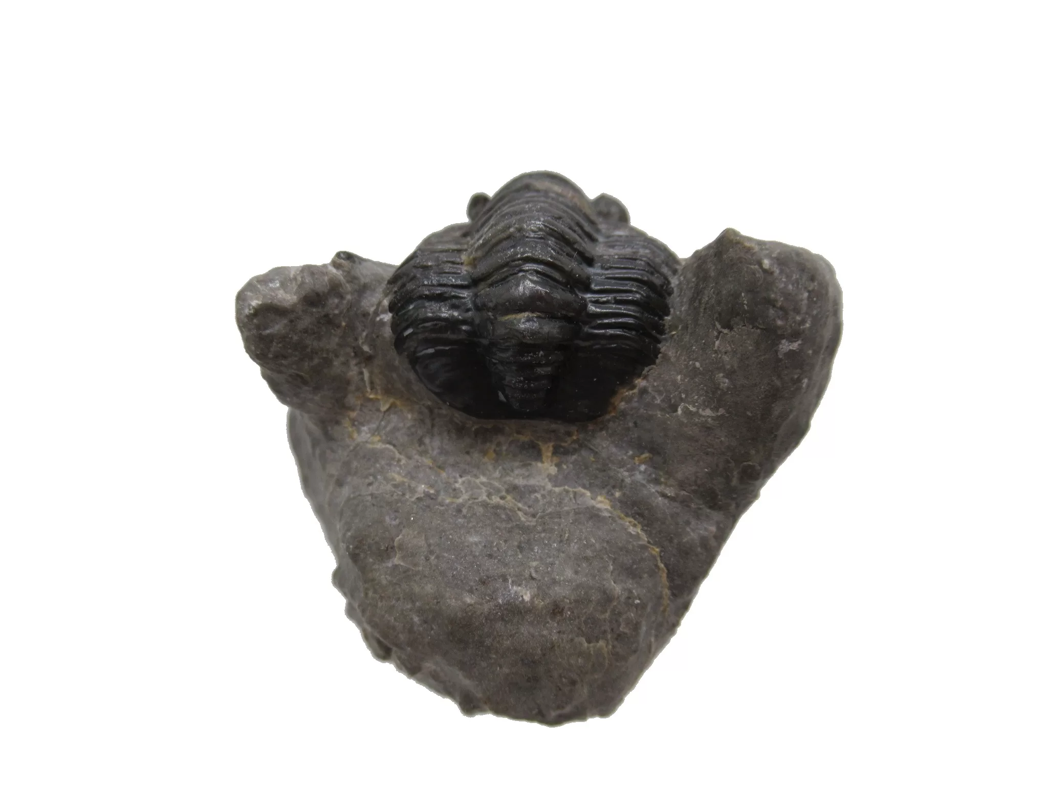 Morocco Devonian Cornuproetus Trilobite 10b | Fossils for Sale Genuine Devonian Cornuproetus-Trilobites For Sale from Morocco #10b
