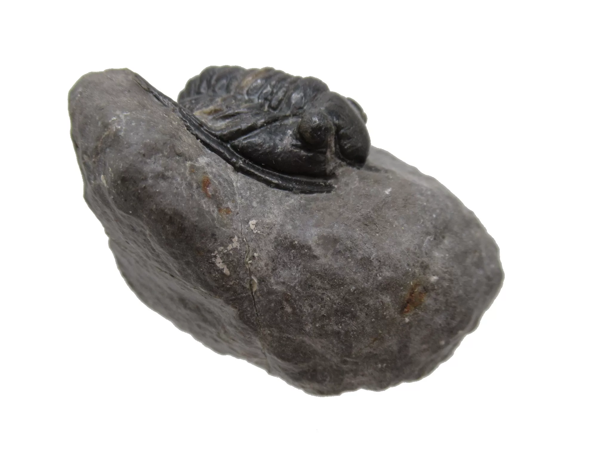 Morocco Devonian Cornuproetus Trilobite 10c | Fossils for Sale Genuine Devonian Cornuproetus-Trilobites For Sale from Morocco #10c