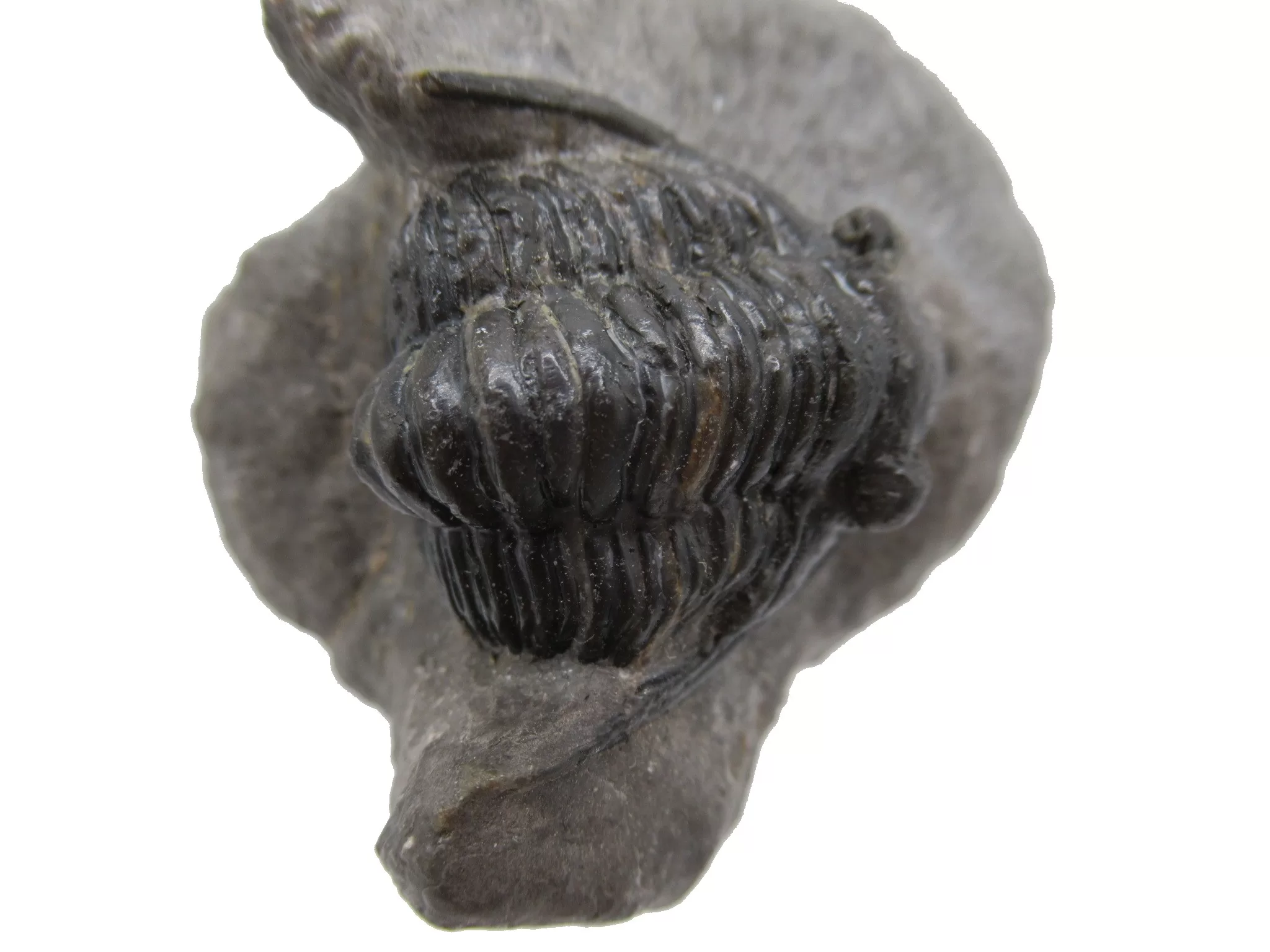 Morocco Devonian Cornuproetus Trilobite 10d | Fossils for Sale Genuine Devonian Cornuproetus-Trilobites For Sale from Morocco #10d