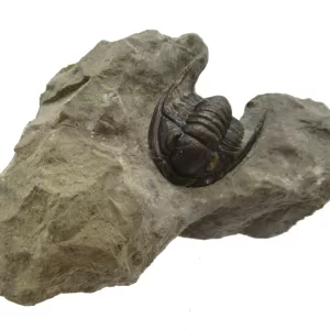 Genuine Devonian Cornuproetus-Trilobites For Sale from Morocco #6