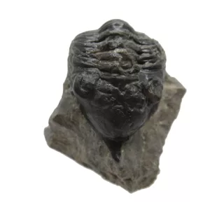 Genuine Devonian Morocconites Trilobite For Sale from Morocco 2