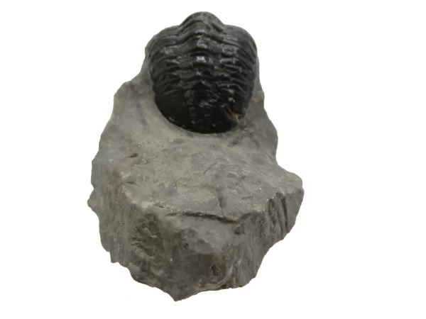 Genuine Devonian Morocconites Trilobite For Sale from Morocco 2b