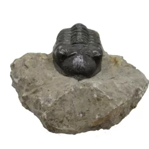 Genuine Devonian Morocconites Trilobite For Sale from Morocco 5