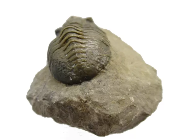 Genuine Devonian Morocconites Trilobite For Sale from Morocco 6d