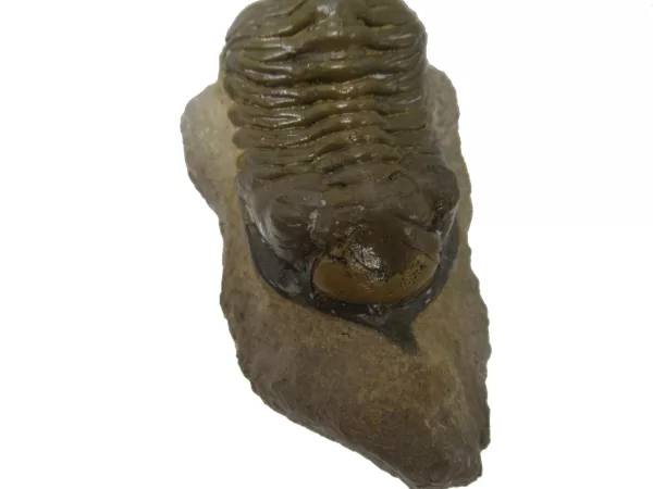 Genuine Devonian Morocconites Trilobite For Sale from Morocco 7a