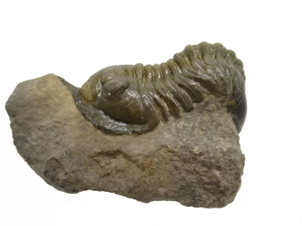 Genuine Devonian Morocconites Trilobite For Sale from Morocco 7b