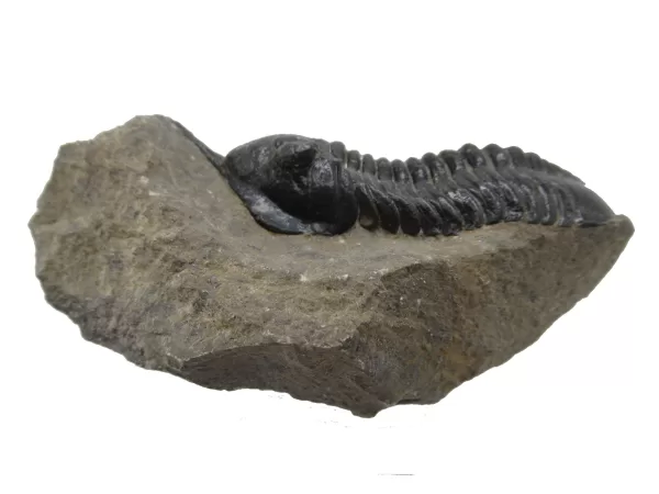 Genuine Devonian Morocconites Trilobite For Sale from Morocco 9b