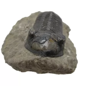 Genuine Devonian Morocconites Trilobite For Sale from Morocco 11