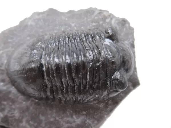 Genuine Devonian Age Paralejurus Trilobite Fossils for Sale from Morocco #13d