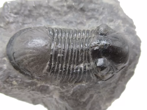 Genuine Devonian Age Paralejurus Trilobite Fossils for Sale from Morocco #5d