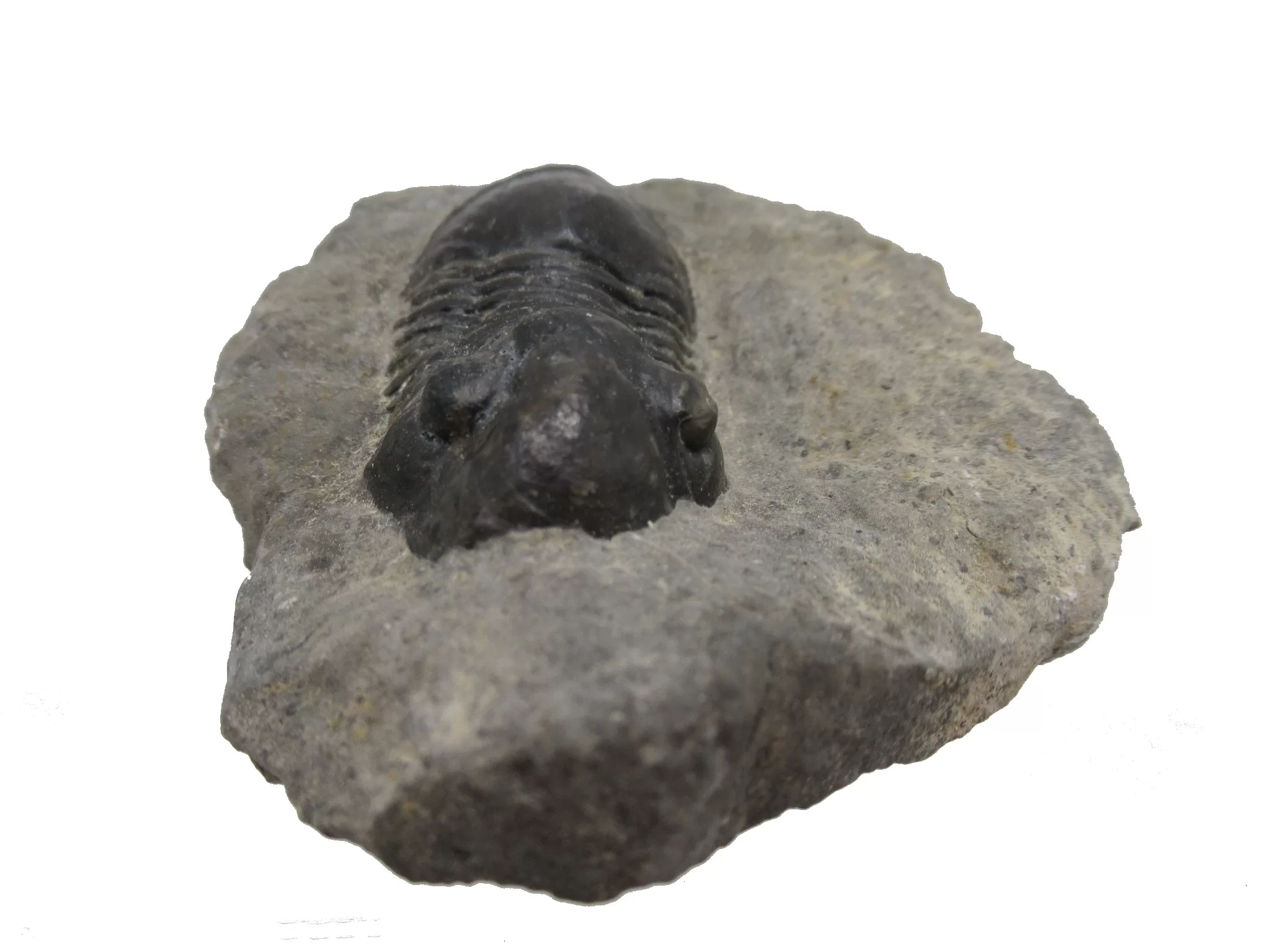 Morocco Devonian Paralejurus Trilobite 8 | Fossils for Sale Genuine Devonian Age Paralejurus Trilobite Fossils for Sale from Morocco #8
