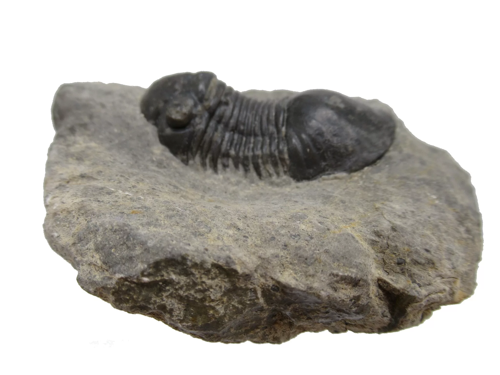 Morocco Devonian Paralejurus Trilobite 8a | Fossils for Sale Genuine Devonian Age Paralejurus Trilobite Fossils for Sale from Morocco #8a