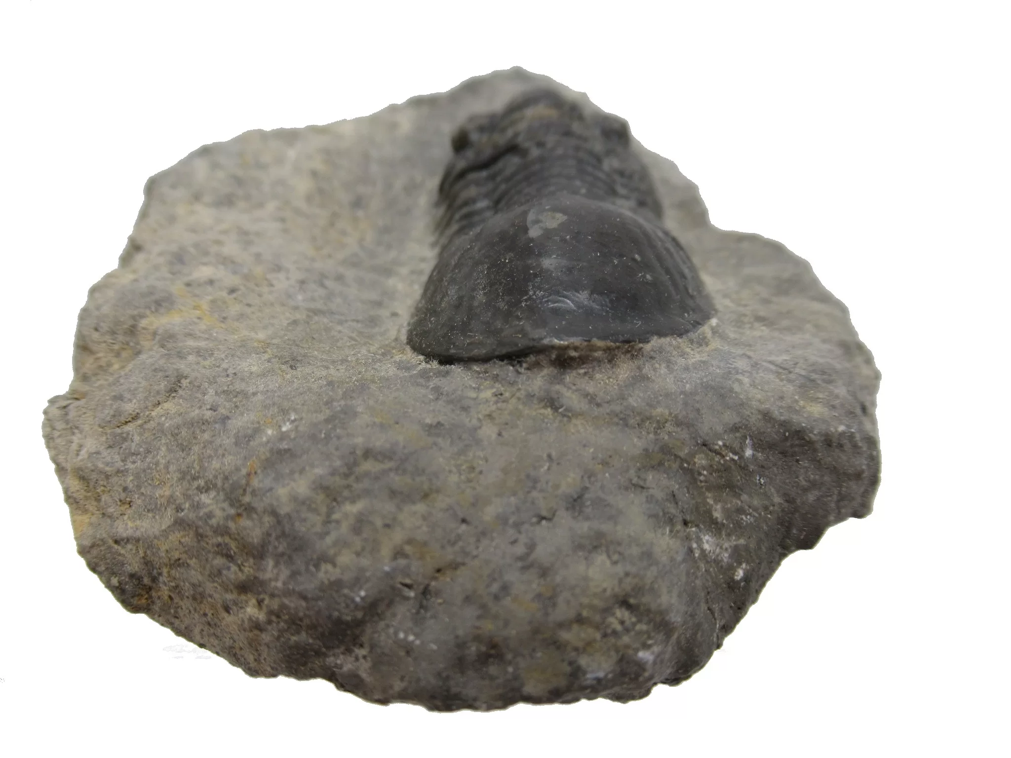Morocco Devonian Paralejurus Trilobite 8b | Fossils for Sale Genuine Devonian Age Paralejurus Trilobite Fossils for Sale from Morocco #8b