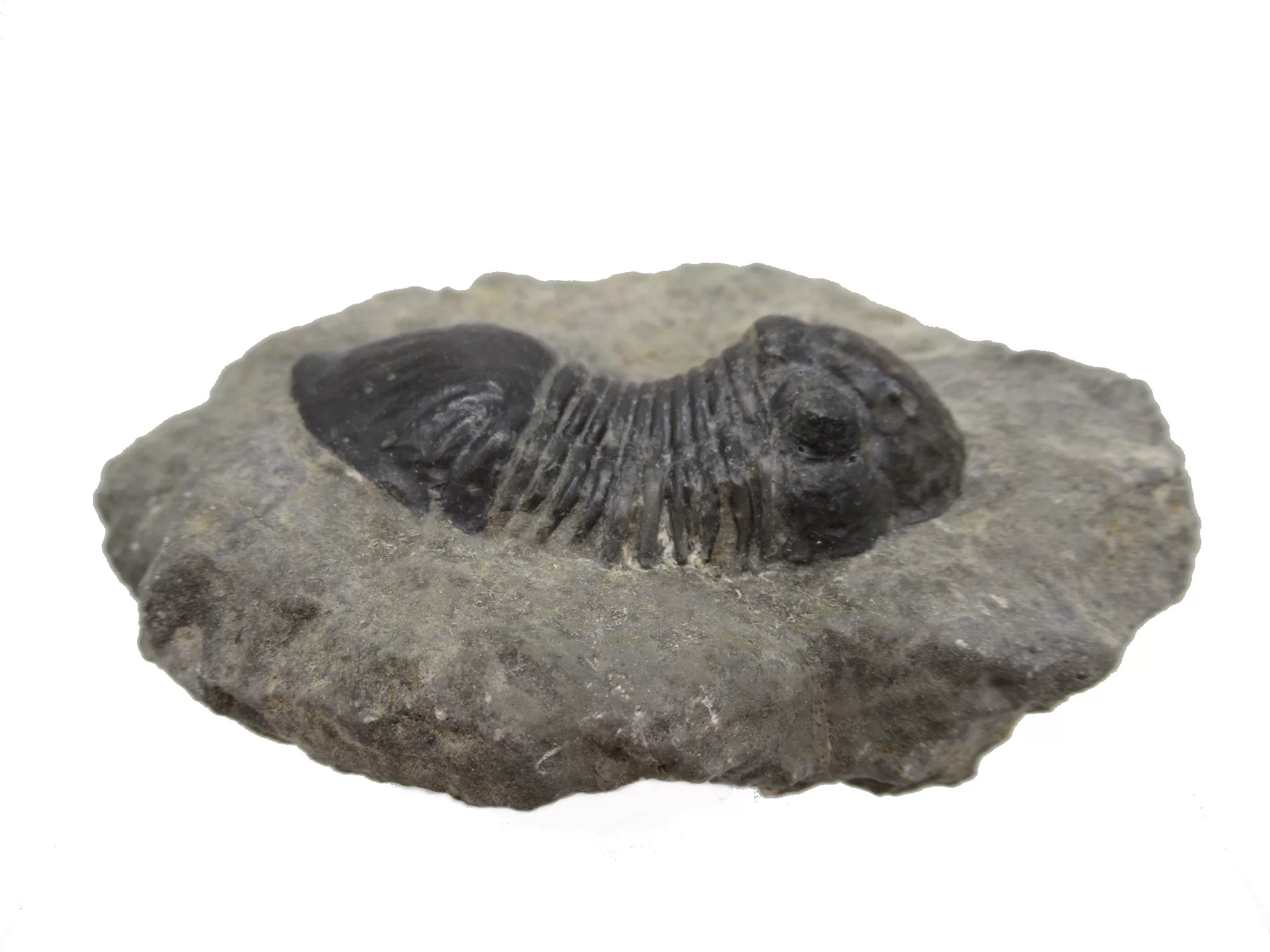 Morocco Devonian Paralejurus Trilobite 8c | Fossils for Sale Genuine Devonian Age Paralejurus Trilobite Fossils for Sale from Morocco #8c
