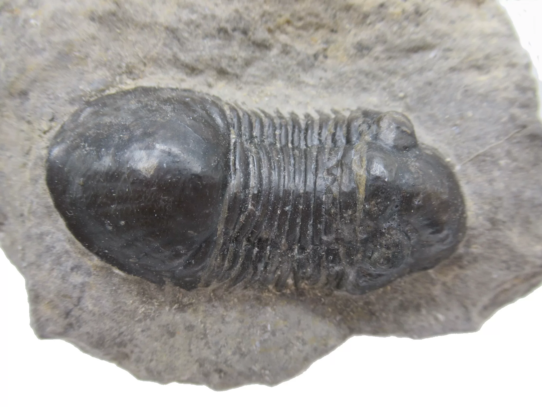 Morocco Devonian Paralejurus Trilobite 8d | Fossils for Sale Genuine Devonian Age Paralejurus Trilobite Fossils for Sale from Morocco #8d
