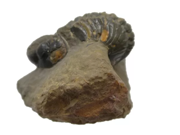 Genuine Devonian Reedops Trilobite For Sale from Morocco 11a