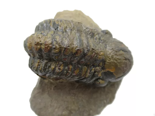 Genuine Devonian Reedops Trilobite For Sale from Morocco 11d