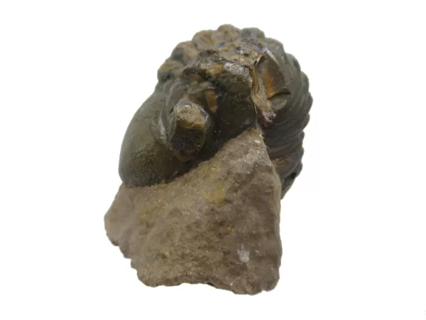 Genuine Devonian Reedops Trilobite For Sale from Morocco 2a