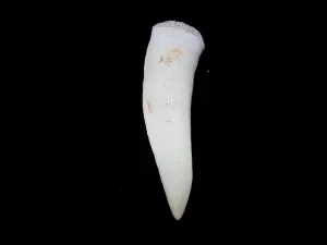 Genuine Cretaceous Age Enchodus Fossil Fish Tooth for Sale from Morocco #8